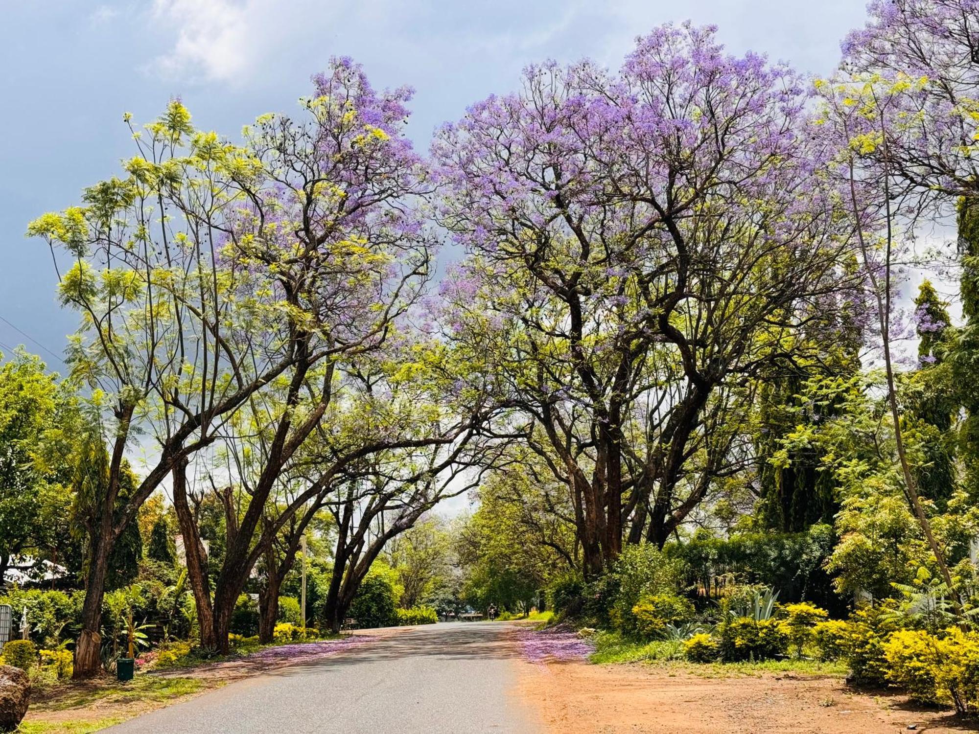 Karibu Africa Home โมชิ ภายนอก รูปภาพ